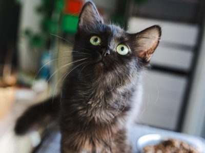 AZOHRA (F / 05-2025)