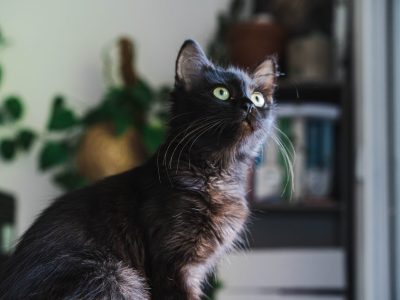 AZOHRA (F / 05-2025)