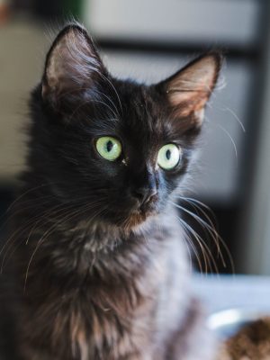 AZOHRA (F / 05-2025)