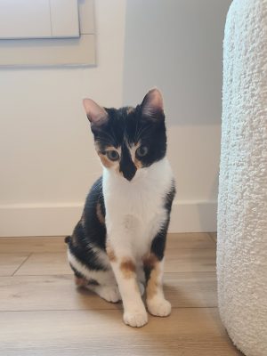 PEC 20250920 AZALEE (6)