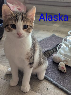 ALASKA (F / 08-2025)