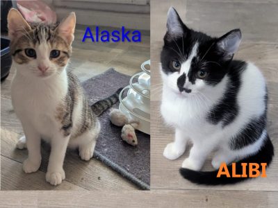 ALASKA (F) ALIBI (M) 08-2025
