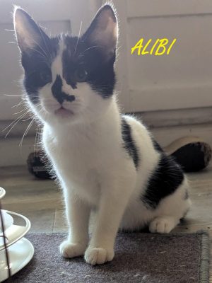 ALIBI (M / 08-2025)