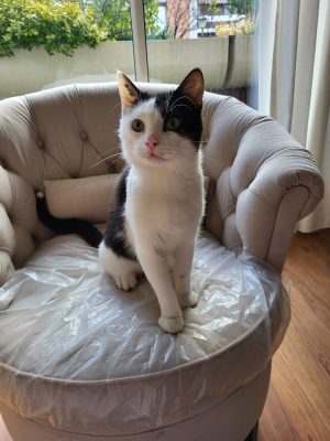 ARISTIDE (M / 01-2023)