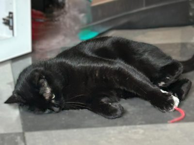PEPPER (F/09-2021)