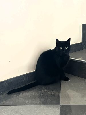 PEPPER (F/09-2021)