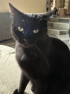 PEPPER (F / 09-2021)