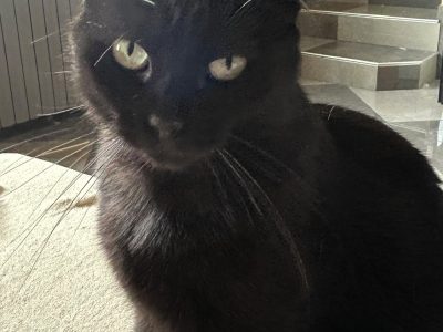 PEPPER (F / 09-2021)