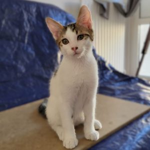 BILLY (M / 05-2026)