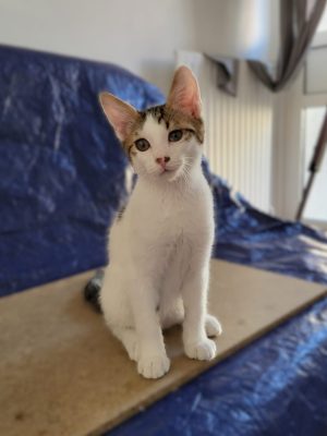 BILLY (M / 05-2026)