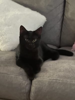 BUFFY (F / 06-2026)