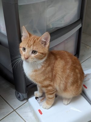 AZZARO (M / 10-2025)