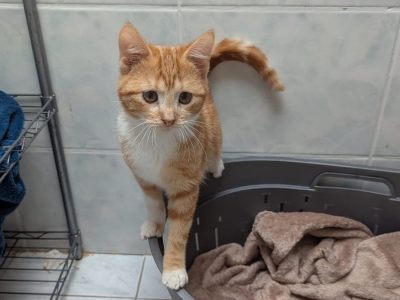 AZZARO (M / 10-2025)