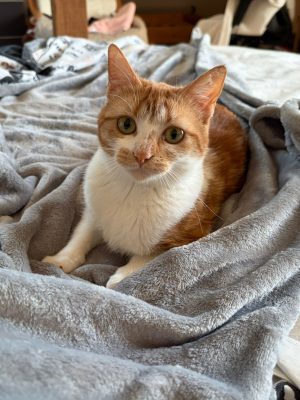 PEC 20260209 TOUSSY (2)