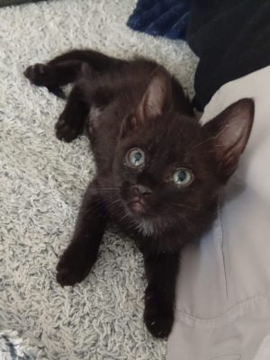 BELLA (F / 04-2026)