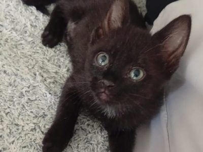 BELLA (F / 04-2026)