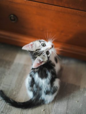 BANDIT (M / 04-2026)
