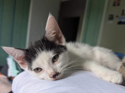BENJI (M / 04-2026)