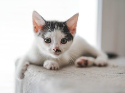 BENJI (M / 04-2026)