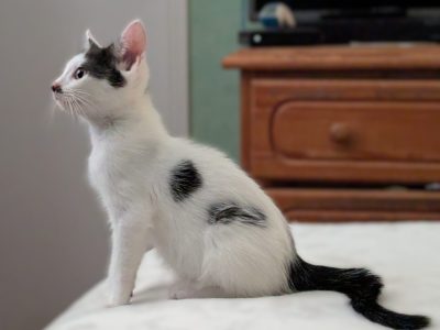 BENJI (M / 04-2026)