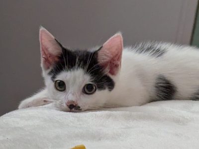 BENJI (M / 04-2026)