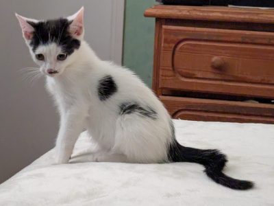 BENJI (M / 04-2026)