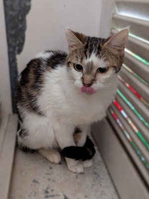 MACHA (F / 01-2025)