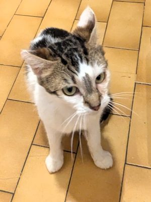 MACHA (F / 01-2025)