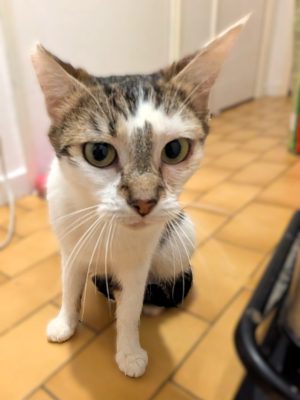 MACHA (F / 01-2025)