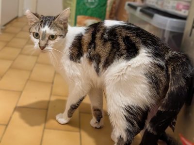 MACHA (F / 01-2025)