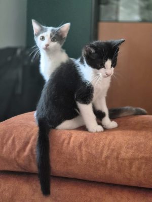 BISCUIT (M / 04-2026)