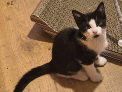 BISCUIT (M / 04-2026)