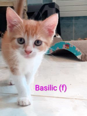 Basilic (F)