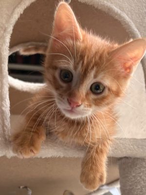 BRANDY (M / 03-2026)