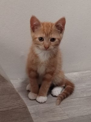 CAROTTE (F / 04-2026)