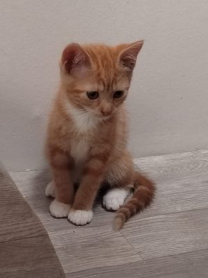Carotte (F / 04-2026)