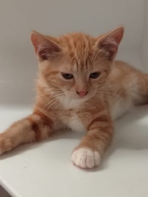Carotte (F / 04-2026)