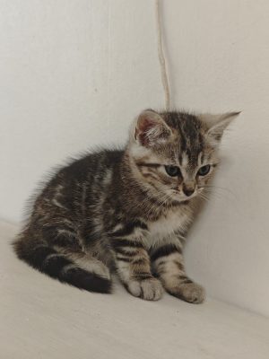 KATCHAN (M / 04-2026)