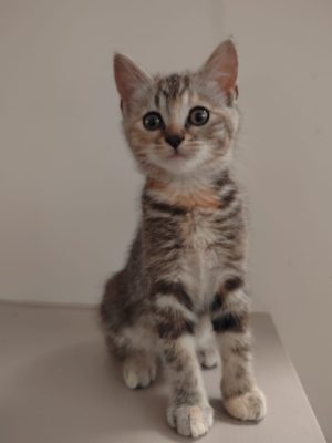 Yoko (F / 04-2026)