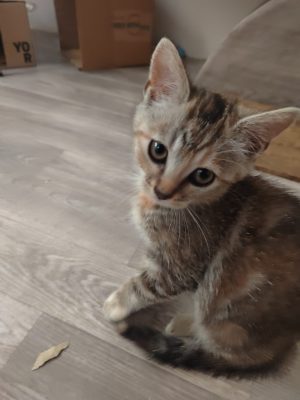 Yoko (F / 04-2026)