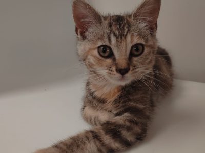 YOKO (F / 04-2026)