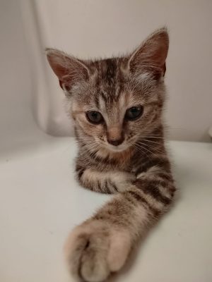 Yoko (F / 04-2026)
