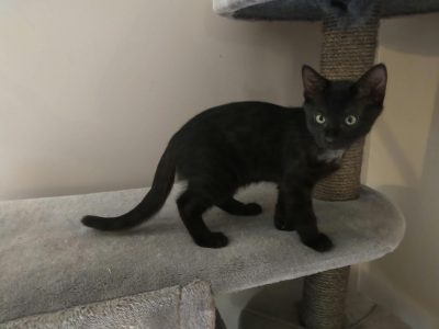 BOB (M / 06-2026)