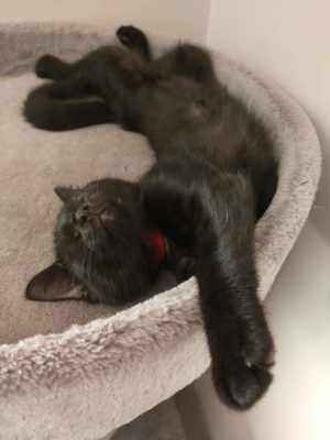 BUFFY (F / 06-2026)