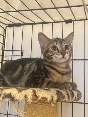 PEC 20260701 BAGHEERA (1)