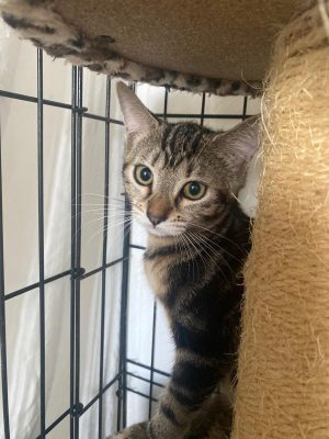 PEC 20260701 BAGHEERA (2)