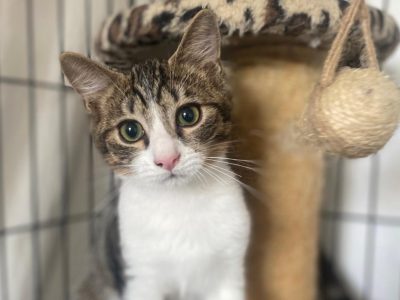 BAMBI (M / 05-2026)
