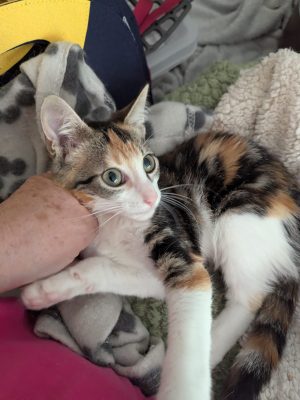 BIGOUDI (F/ 05-2026)