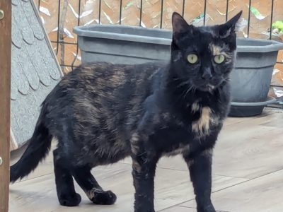 TIANA (F / 01-2024)