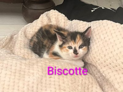 BISCOTTE (F)